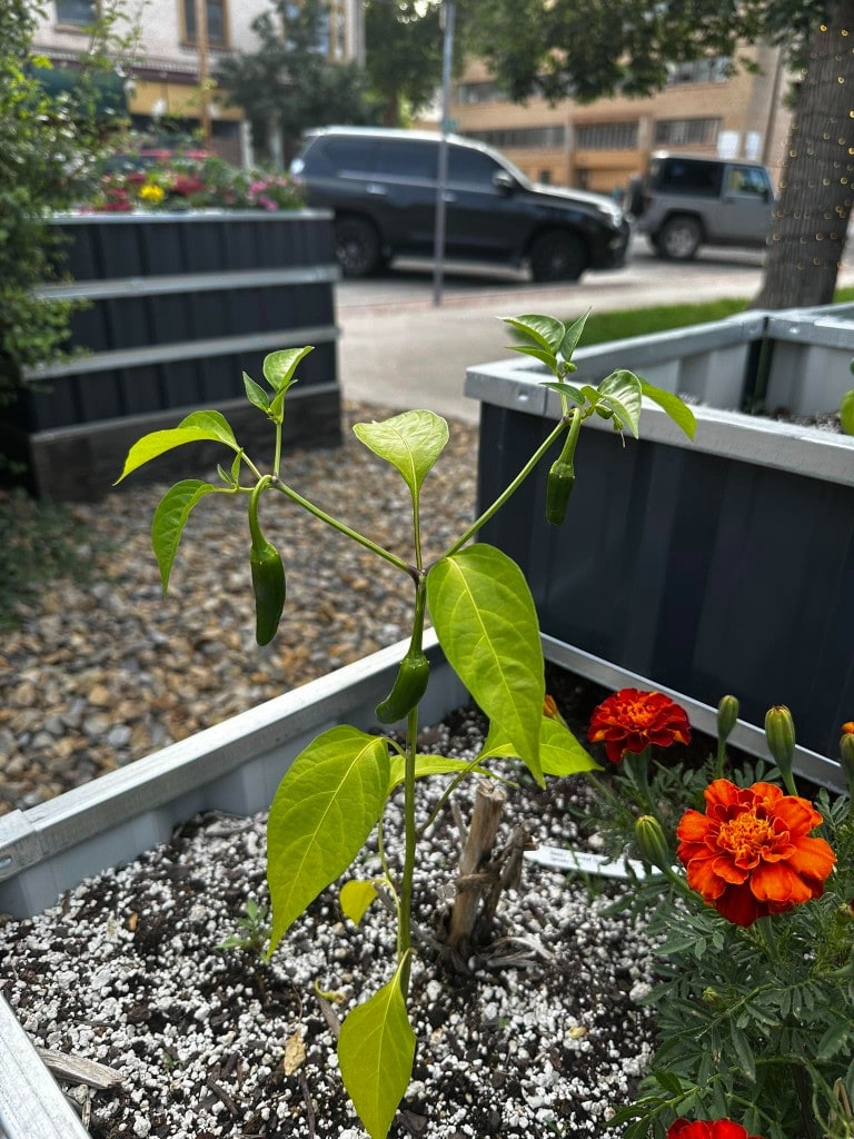 Green Thumb Initiative pepper plant growing with marigolds in a raised bed