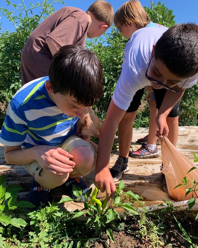 Green Thumb Initiative youth harvesting peppers in a school garden