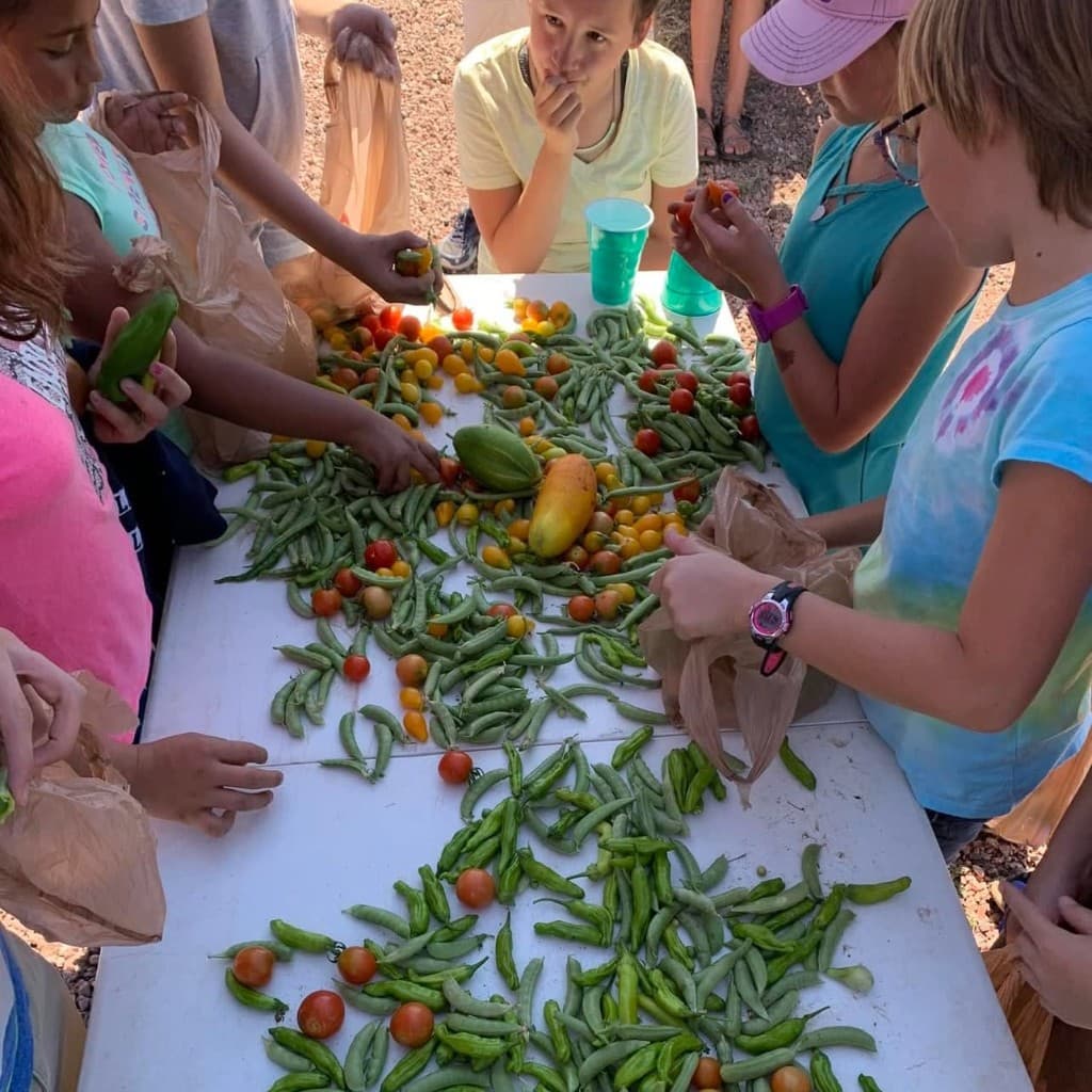 Support Green Thumb Initiative Support Green Thumb Initiative — Green Thumb Initiative participants sorting peas and tomatoes after harvest